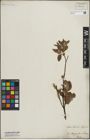 Foto von Salix lapponum L. x Salix silesiaca Willd.